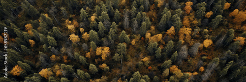 bird's - eye view of a dense boreal forest, a mix of coniferous and deciduous trees, intricate patterns of tree tops, fresh after a rainfall, rich and saturated earth tones