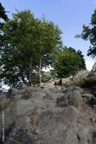 Tree in summer