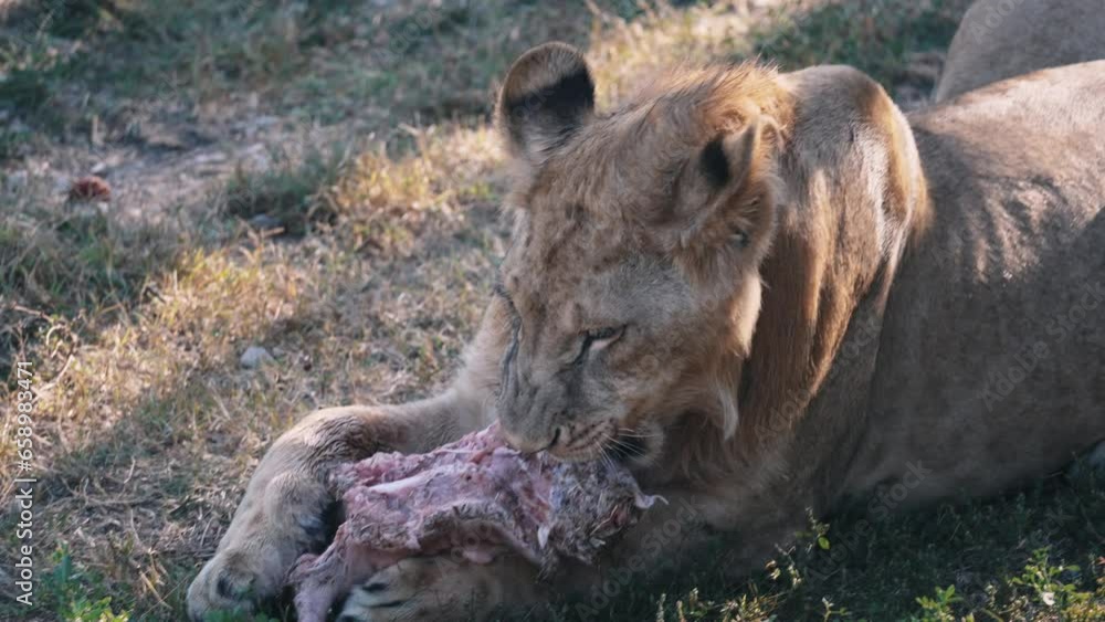 The white lioness eats meat. Feeding the lions at the zoo. Lioness rips off pieces of meat on safari The white lioness eats meat. Feeding the lions at the zoo. Lioness rips off pieces of meat on safari