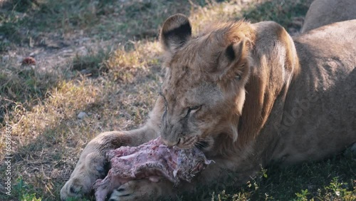 The white lioness eats meat. Feeding the lions at the zoo. Lioness rips off pieces of meat on safari