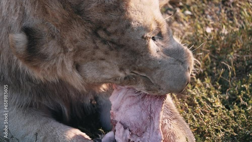 The white lioness eats meat. Feeding the lions at the zoo is close-up. A lioness tears off pieces of meat on safari