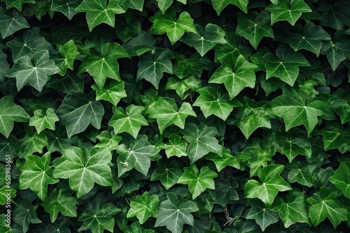 Lush greenery. Closeup of nature patterns. Botanical beauty. Fresh leaves and ivy on garden wall. Summer splendor. Vibrant green foliage © Thares2020