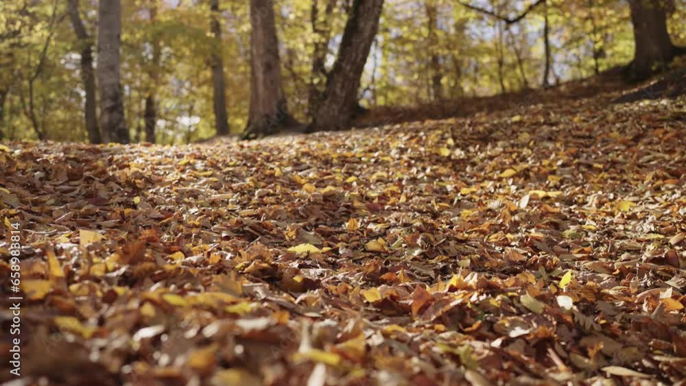 Slow motion fallen autumn leaves on a ground in forest Slow motion fallen autumn leaves on a ground in forest