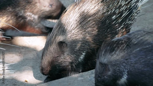 A family of porcupines at the zoo. Porcupines eat. People feed animals at the zoo