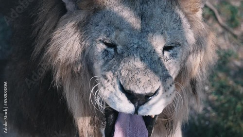A huge white lion yawns. The lion's tongue. The lion is close-up