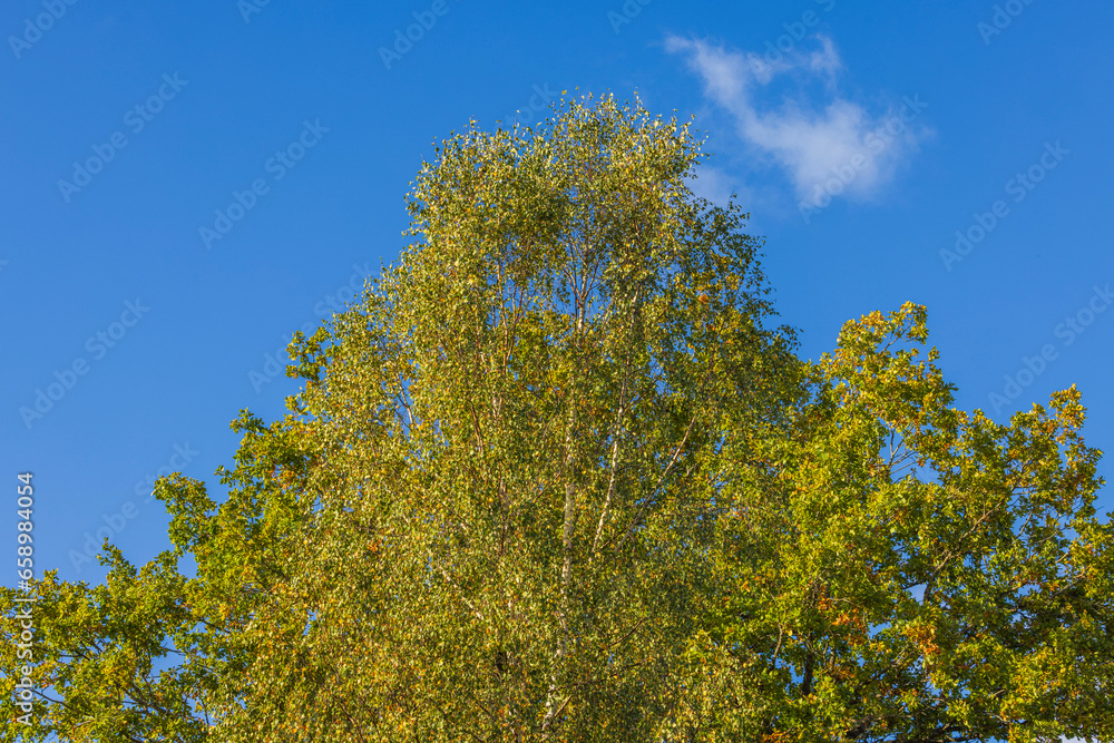 Close-up view of yellowed leaves on birch tree on sunny autumn day. 