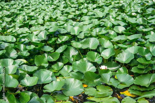 lotus leaves completely cover the surface of the water photo