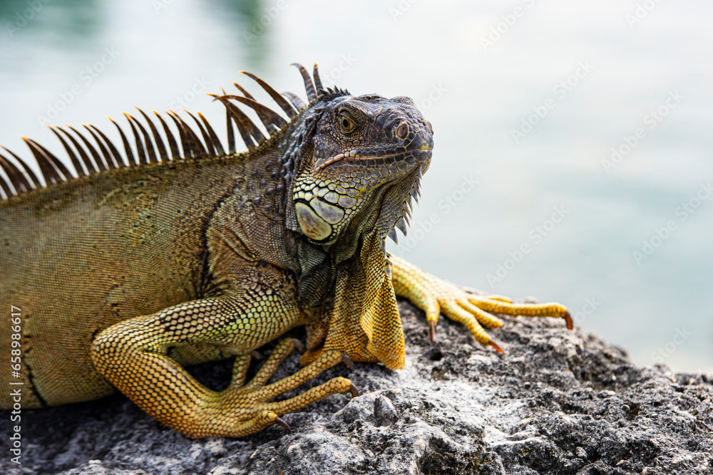 Iguana, American iguana is a lizard reptile in the Iguana in the iguana family. And in the subfamily Iguanidae. Iguana, American iguana is a lizard reptile in the Iguana in the iguana family. And in the subfamily Iguanidae.