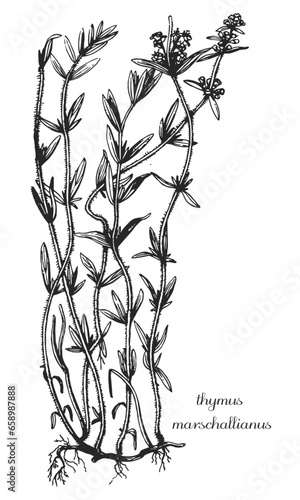 thymus marschallianus, thyme,  medicinal plant, medicinal herbs, black and white design, тимьян маршала, чебрець