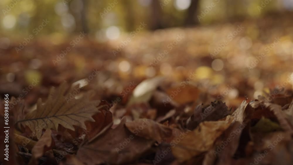Slow motion fallen autumn leaves on a ground in forest Slow motion fallen autumn leaves on a ground in forest