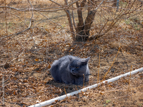 British Blue Shorthair Cat lying in fallen leaves in autumn park