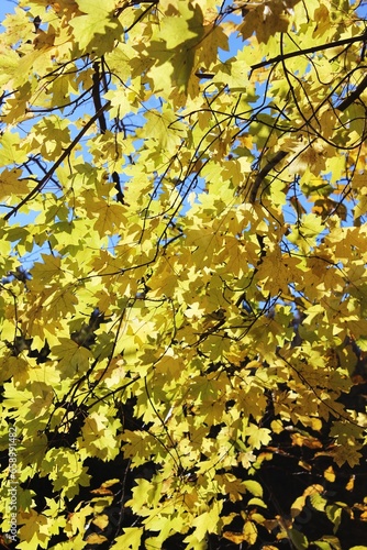 A lot of yelloe maple leaves glowing in the sunlight