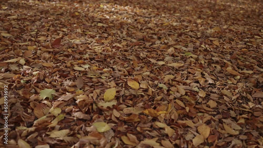 Slow motion fallen autumn leaves on a ground in forest Slow motion fallen autumn leaves on a ground in forest