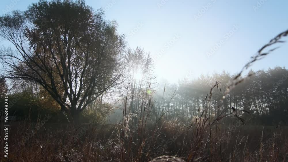 Sun rays create fog rising above ground, Sunset light breaks through forest grass. Wide shot footage