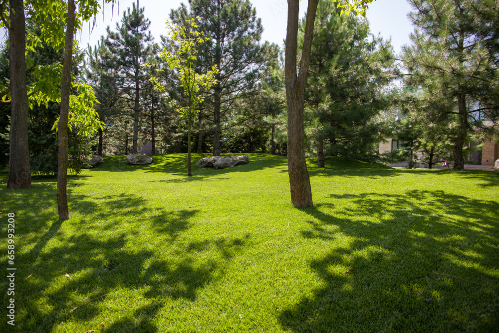 Lawn in the park with shadow of trees and grass on the ground