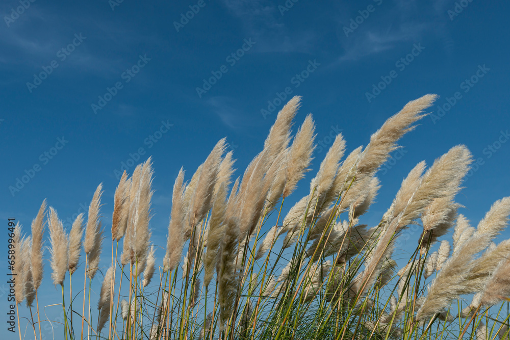 Fototapeta premium Pampas grass against a blue sky