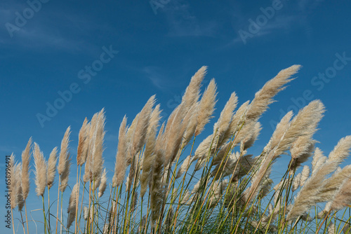 Pampas grass against a blue sky