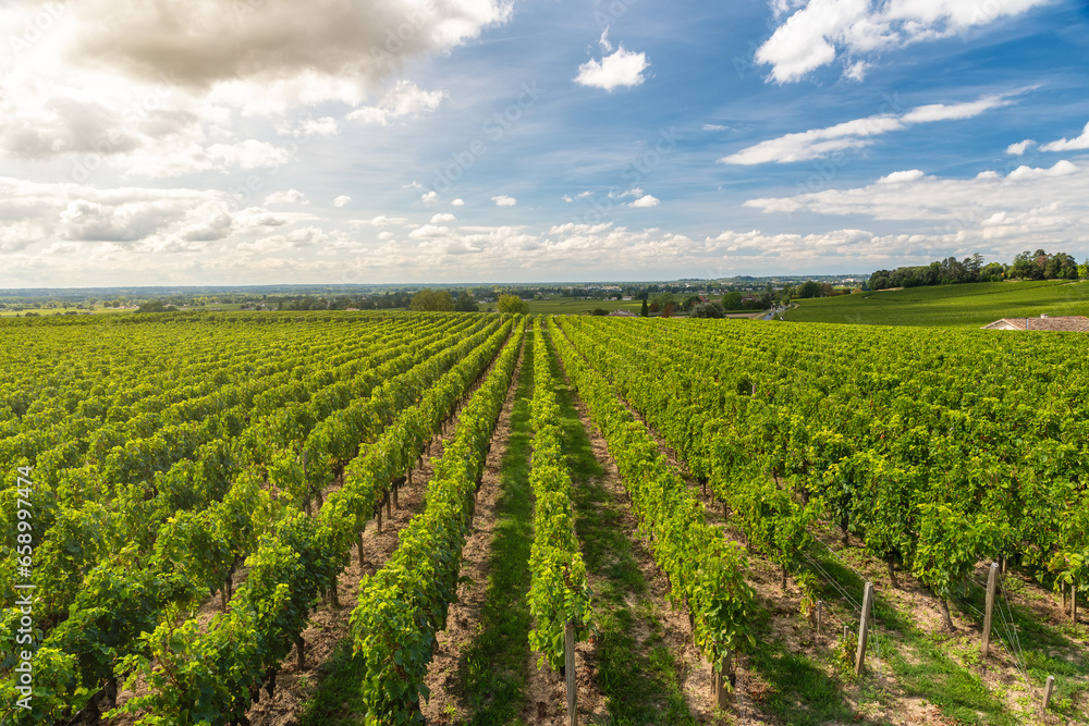 Sunny landscape of vineyards of Saint Emilion, Bordeaux. Wineyards in France. Rows of vine on a grape field. Wine industry. Agriculture and farming concept