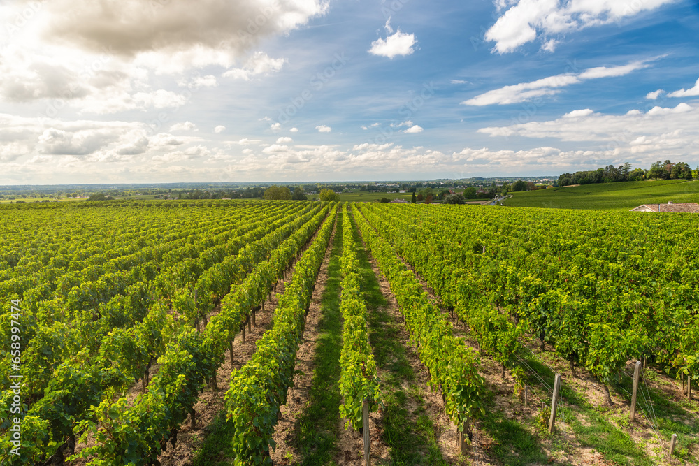 Naklejka premium Sunny landscape of vineyards of Saint Emilion, Bordeaux. Wineyards in France. Rows of vine on a grape field. Wine industry. Agriculture and farming concept