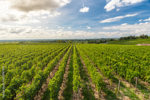 Fototapet Sunny landscape of vineyards of Saint Emilion, Bordeaux
