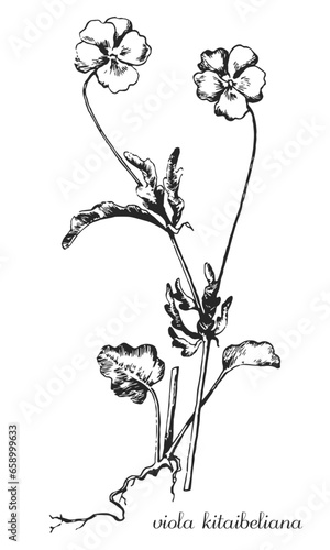 violet, viola, viola kitaibeliana, medicinal plant, medicinal herbs, black and white design, фиалка