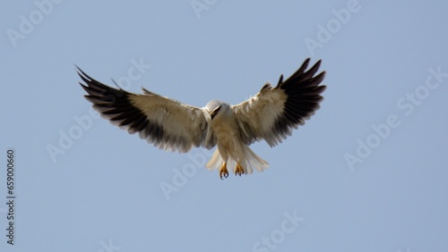 Black-winged Kite / Black-shouldered Kite (Elanus caeruleus) hovering over the plains in Indus River.

A common but magnificent looking bird of prey found in Pakistan and other countries.
