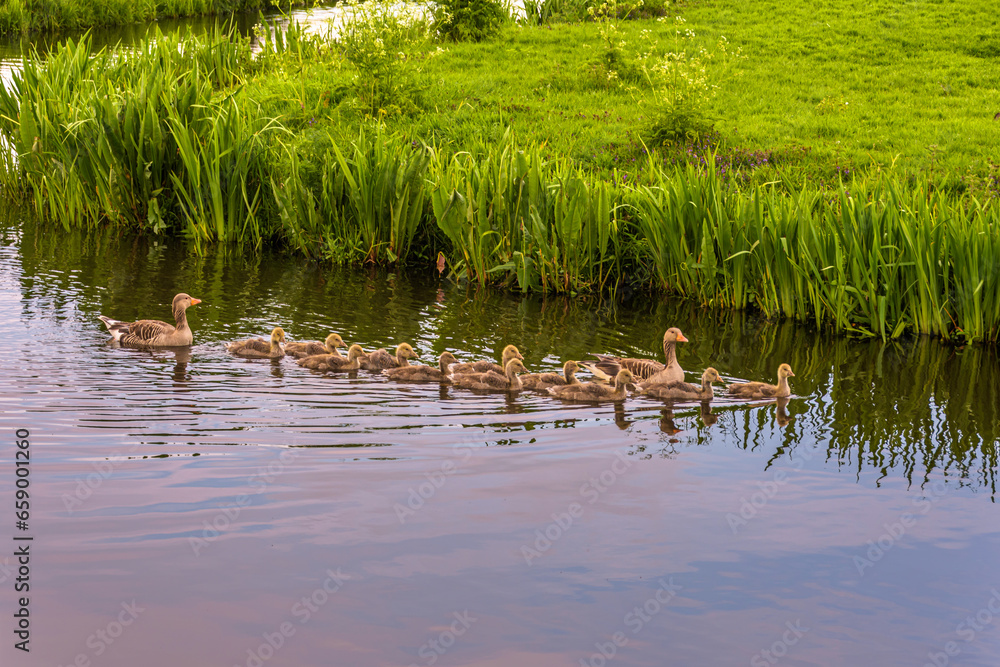 Fototapeta premium two greylag geese with eleven young swim in the water
