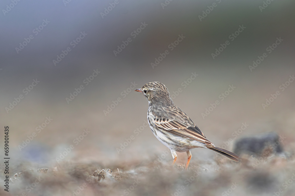Berthelot's pipit bird (Anthus berthelotii) with sunset light on dry ground,Tenerife, Canary islands, Spain Berthelot's pipit bird (Anthus berthelotii) with sunset light on dry ground,Tenerife, Canary islands, Spain