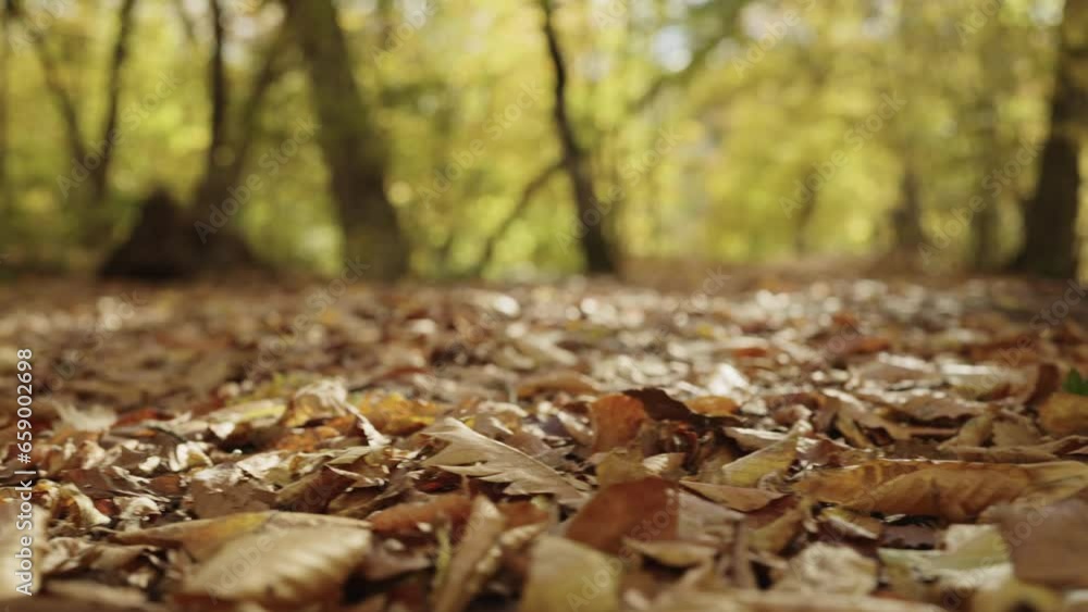 Slow motion fallen autumn leaves on a ground in forest Slow motion fallen autumn leaves on a ground in forest