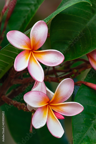 Frangipani flower, (plumeria rubra), colorful blooming close view