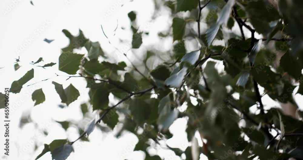 Tree branches Tree branches