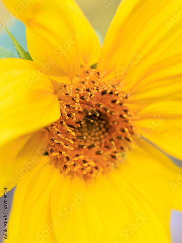 Small delicate yellow sunflower close up with beautiful detail photo