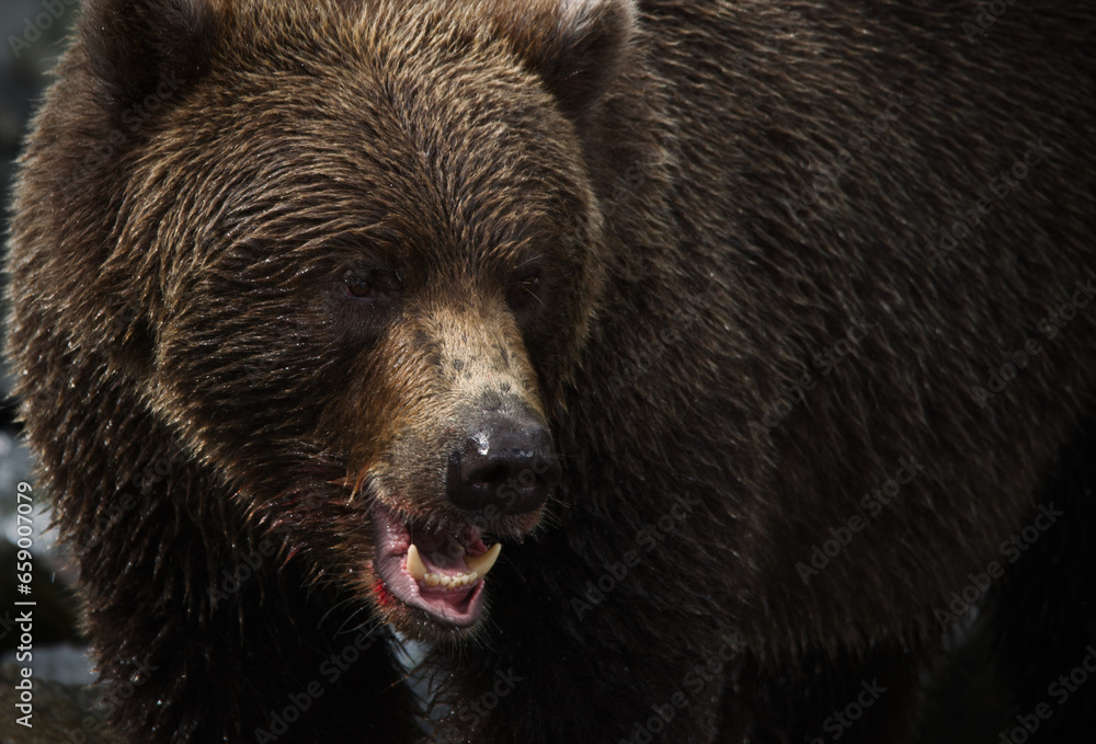 Bear in the Wild Bear in the Wild