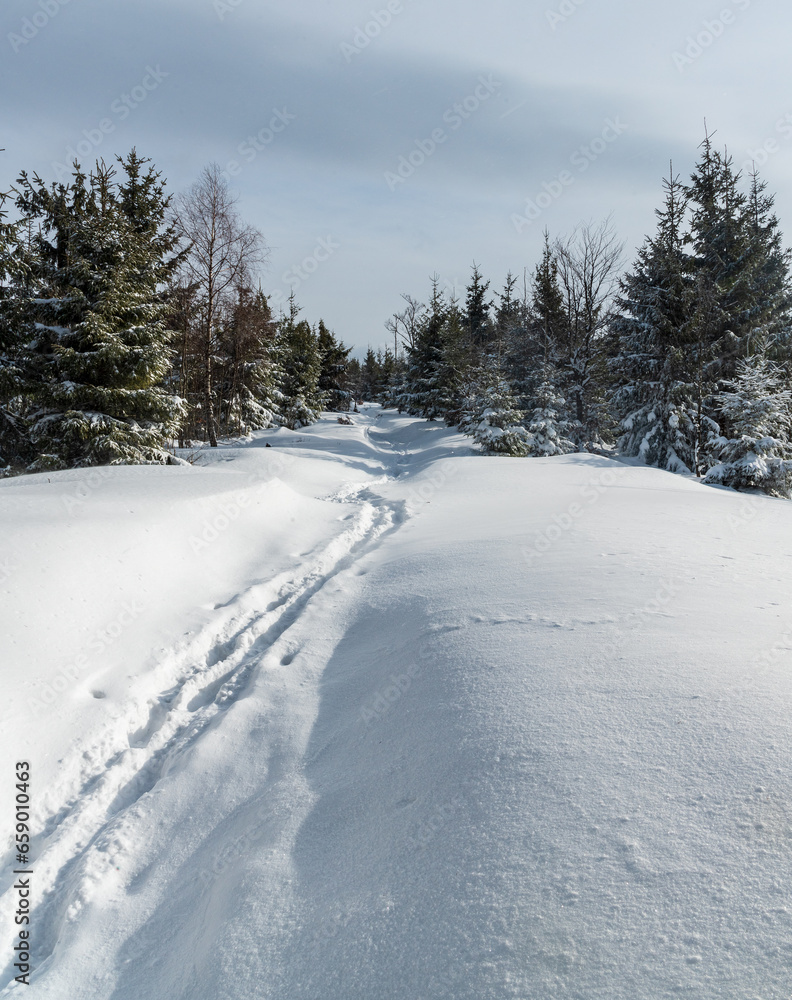 Snow covered hiking trail with young forest around in winter Moravskoslezske Beskydy mounttains Snow covered hiking trail with young forest around in winter Moravskoslezske Beskydy mounttains