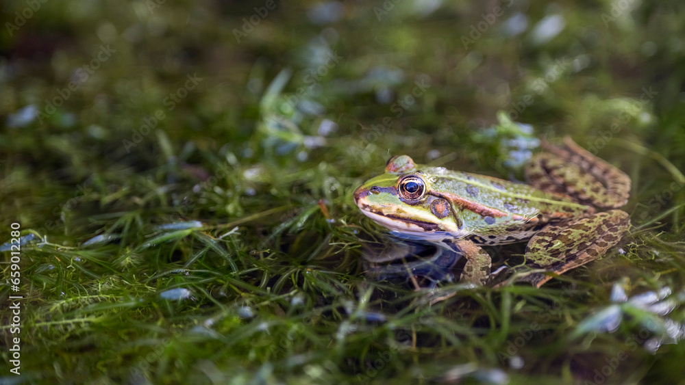 Obraz premium Teichfrosch