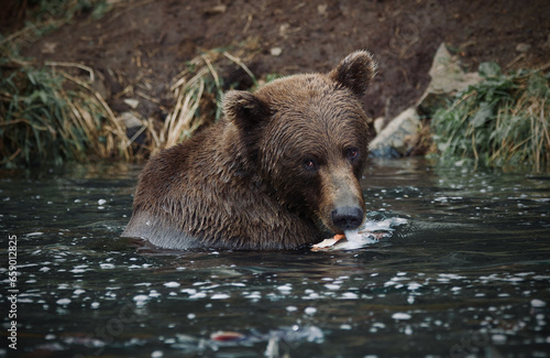 Bear in Water © Angelica