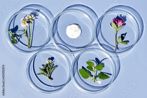 Fotografie Petri dishes with various kinds of herbs and cosmetic product sample