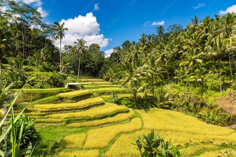 Tegallalang rice terrace on Bali Tegallalang rice terrace on Bali