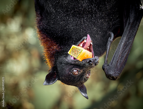 Bat eating cantaloupe