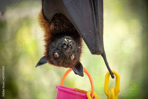 Bat