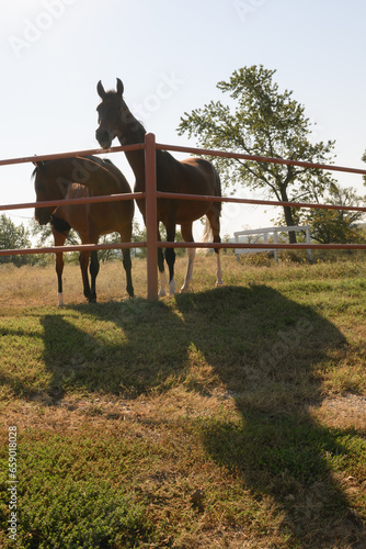 Two brown horses with heads over red metal fence in pasture © Schaefer Photography