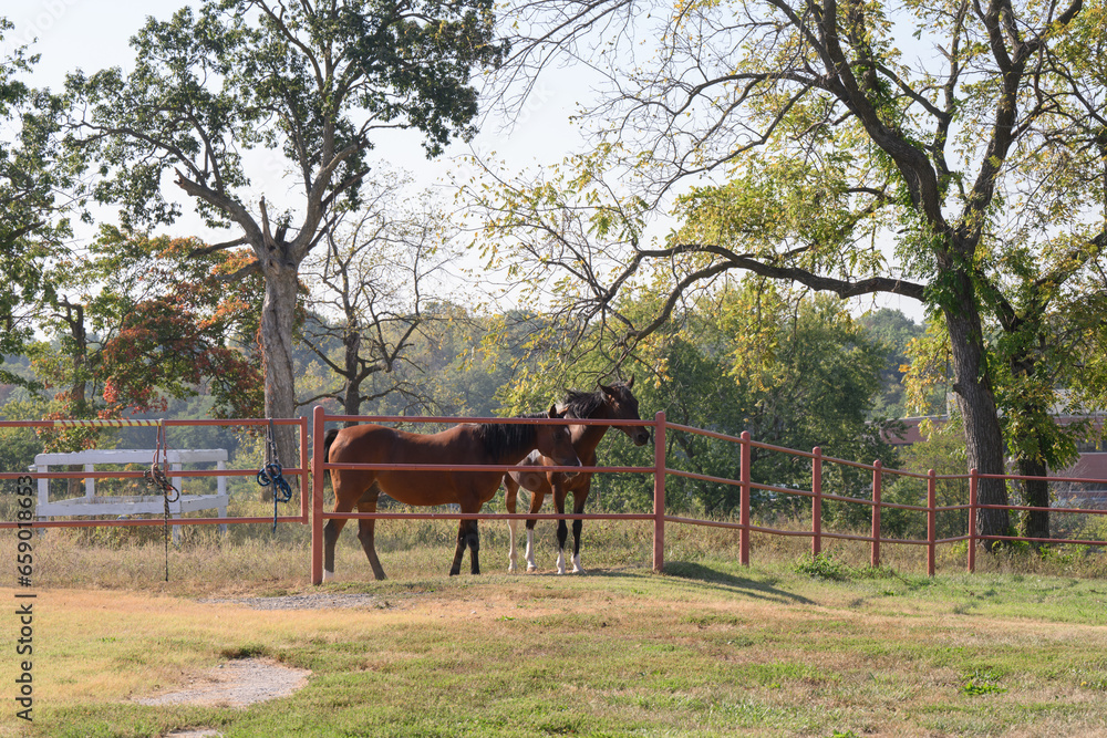 horses in pasture with orange metal fence and green trees horses in pasture with orange metal fence and green trees