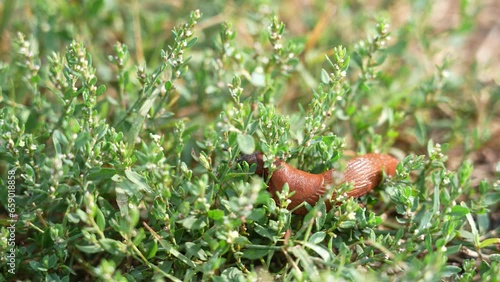 Snail moves between green grass photo