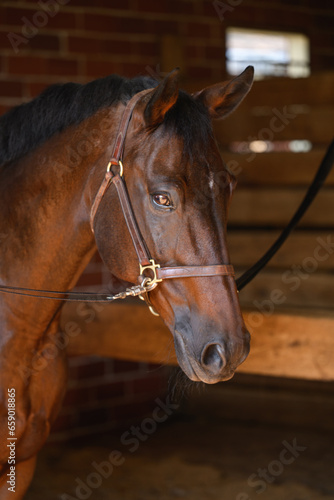 Closeup horse head in barn stable