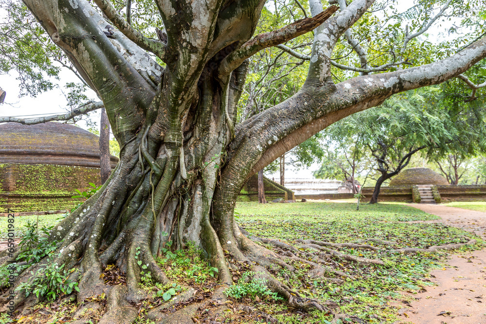 Large tree in Polonnaruwa