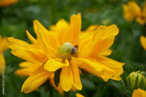 Bumblebee and Bee Macro