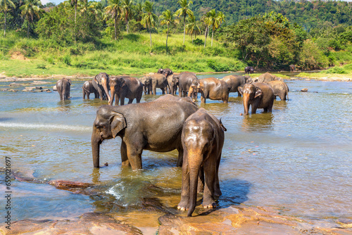 Photography Herd of elephants in Sri Lanka