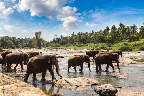 Photography Herd of elephants in Sri Lanka