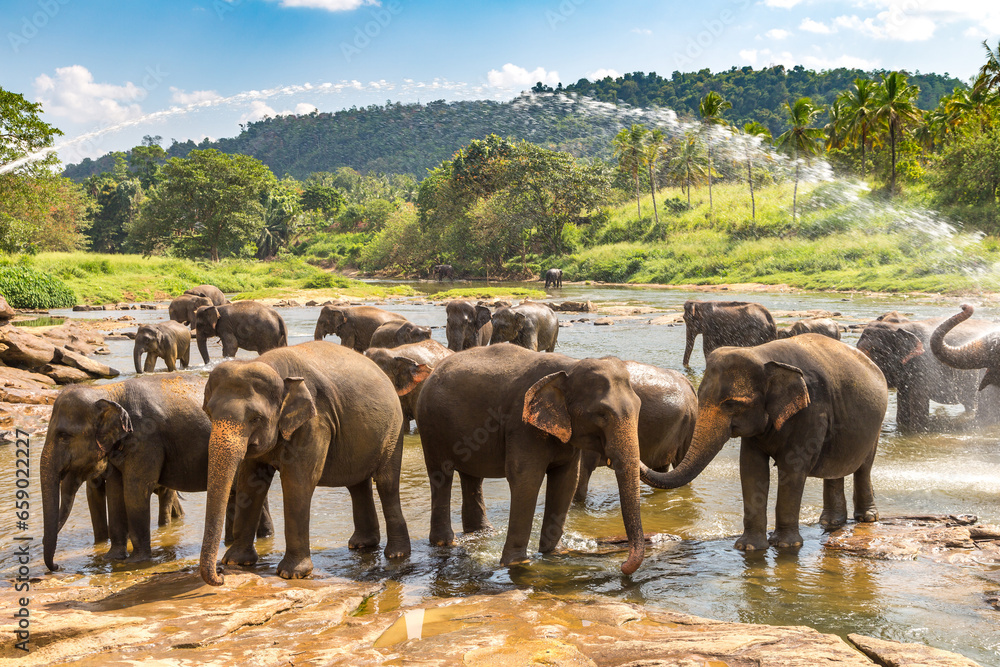 Herd of elephants in Sri Lanka - obrazy, fototapety, plakaty 
