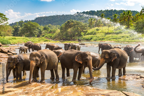 Photography Herd of elephants in Sri Lanka
